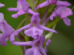 Fragrant Orchid