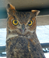 Owl (1444)
