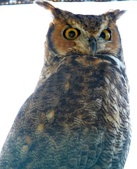 Owl (1446)