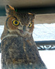 Owl (1447)