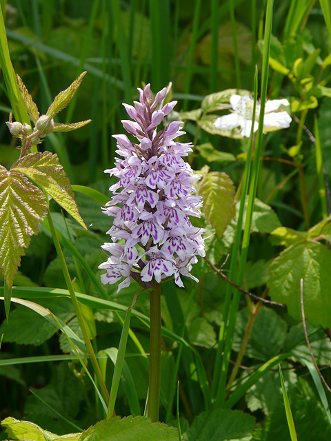 Common Spotted-orchid