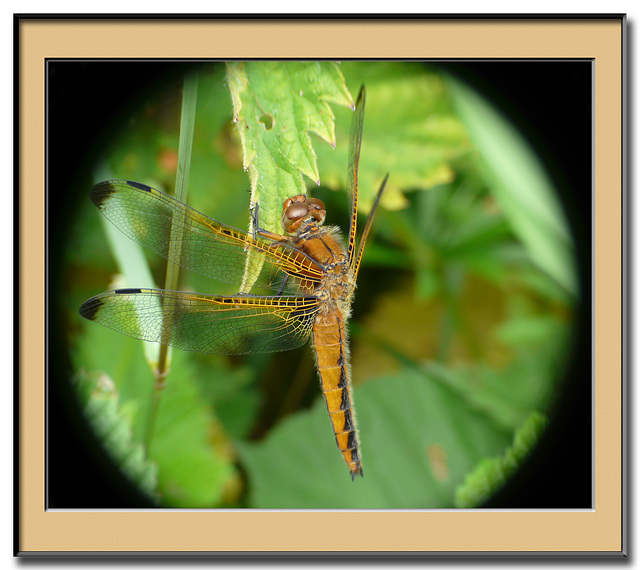 Scarce Chaser Framed