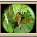 Scarce Chaser Framed