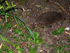 Hedgehog on The Run