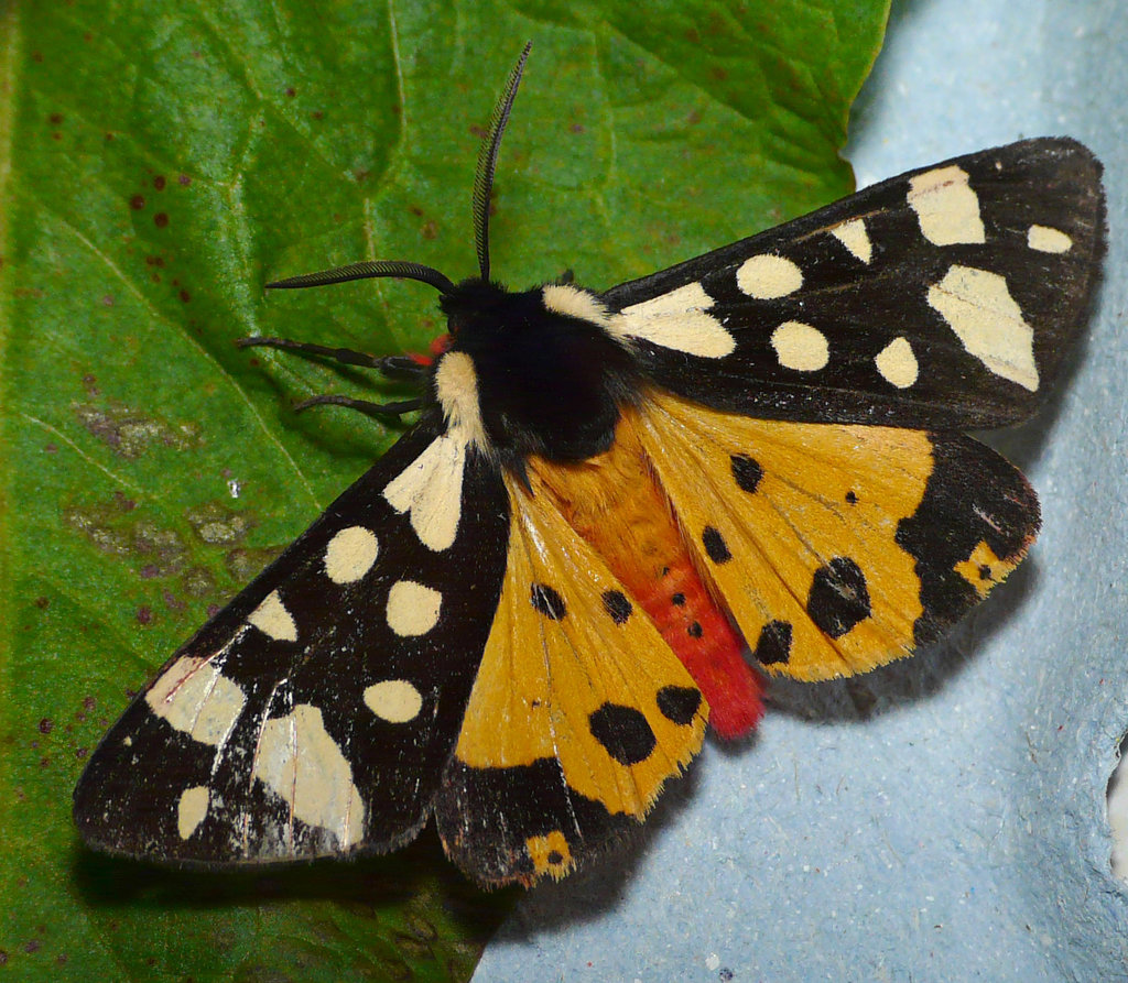 Cream-spot Tiger Open