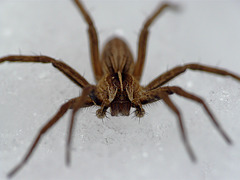 Nursery Web Spider on Ice 2