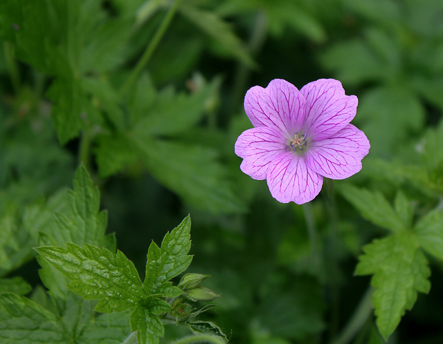 Geranium x oxonianum