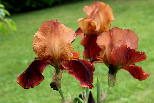 ipernity: Iris Natchez Trace - by neira-Dan