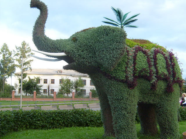 flora elefanto