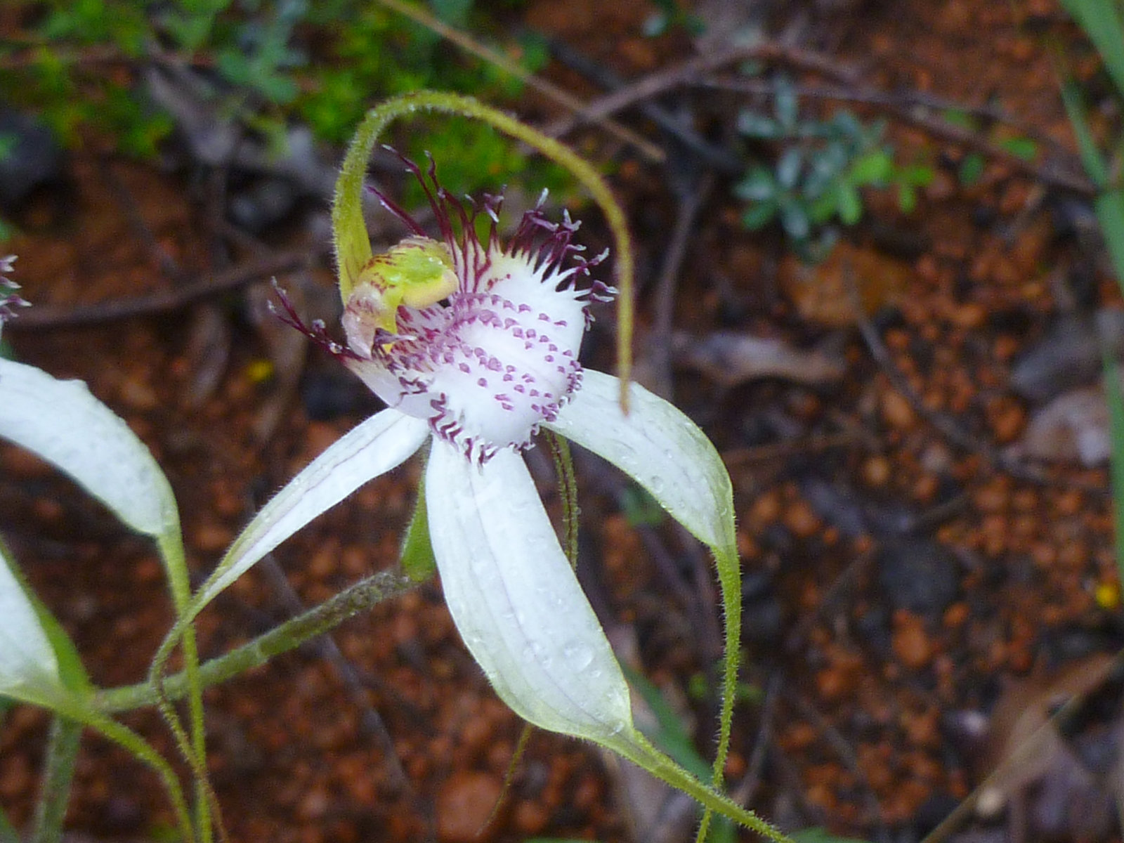 White spider orchid