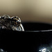 Frog in a Pepperpot