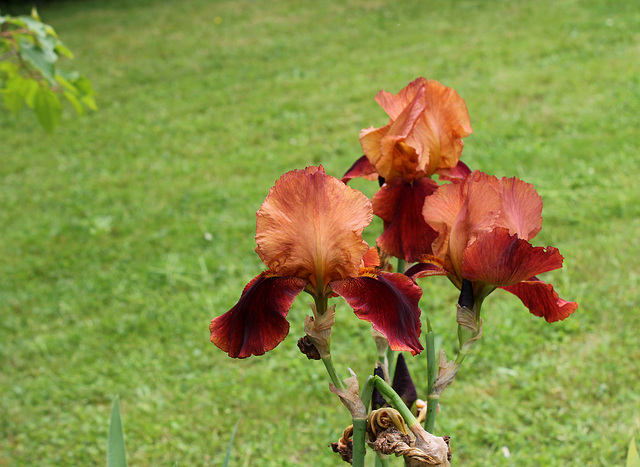 Iris Natchez Trace