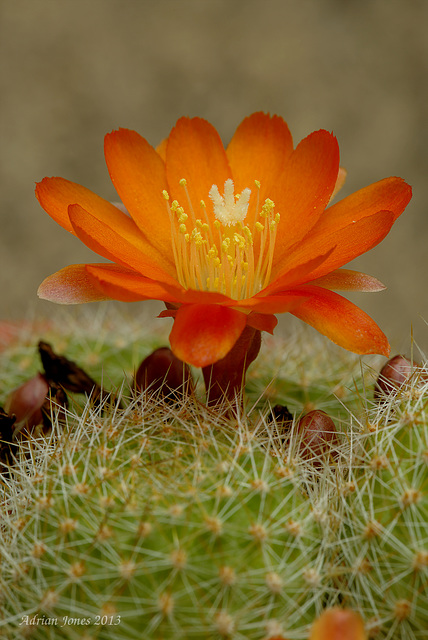 Rebutia pulvinosa