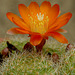 Rebutia pulvinosa