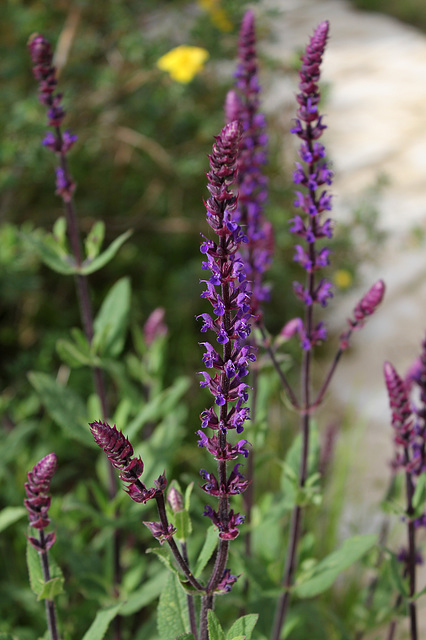 Salvia sylvestris