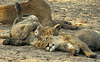 Well Fed Lion Cubs