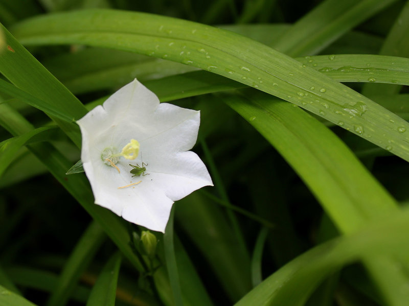 Campanule blanche