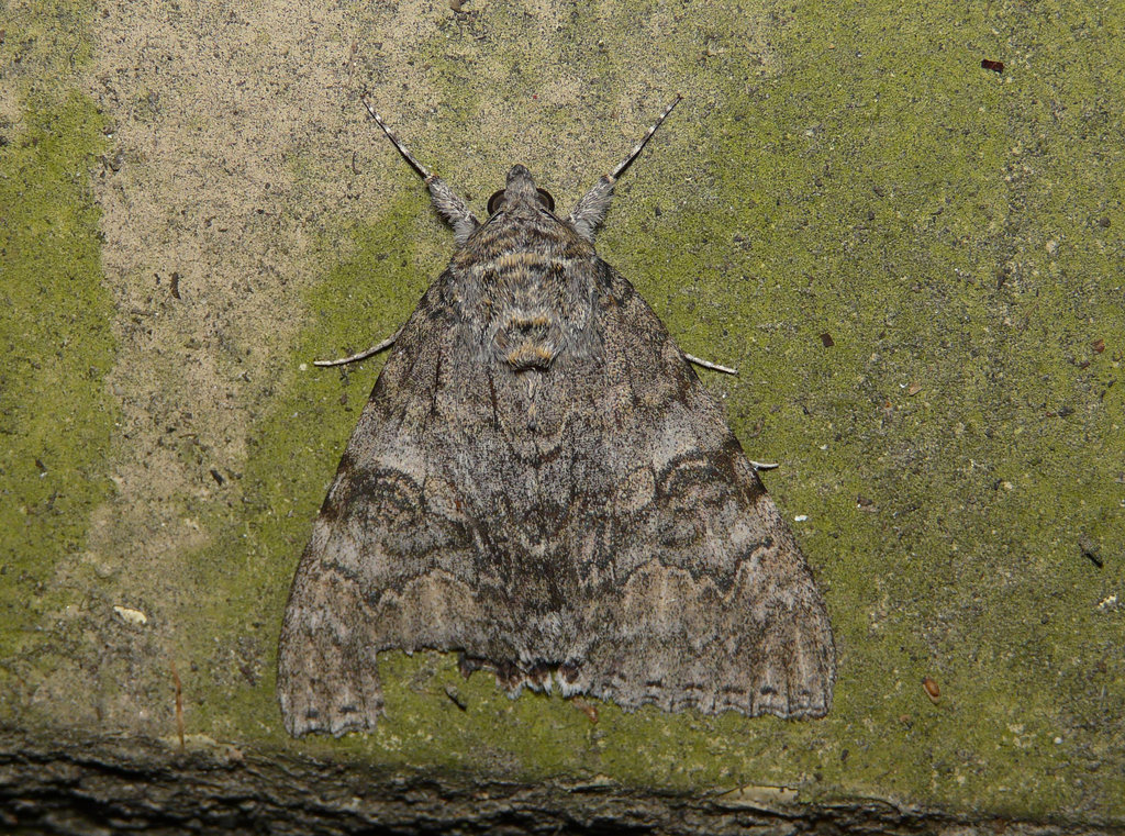 Red Underwing