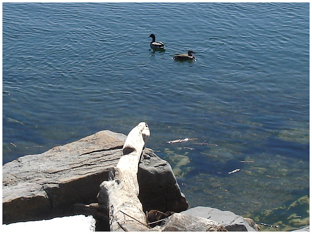 Canards, eau et neige  /  Ducks, water and snow - Dans ma ville / Hometown.