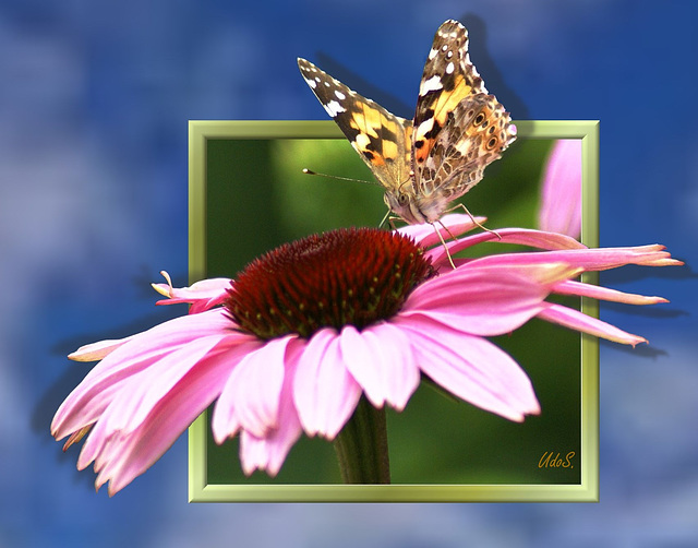 Distelfalter (Vanessa cardui). ©UdoSm