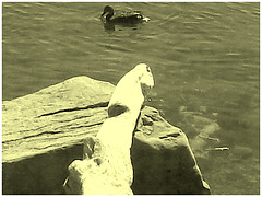 Canard et phallus rocheux - Duck and rocky phallus - Dans ma ville  /  Hometown - Photo ancienne avec photofiltre