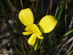 Diuris behrii