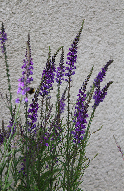 Linaria purpurea