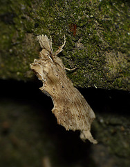 Pale Prominent