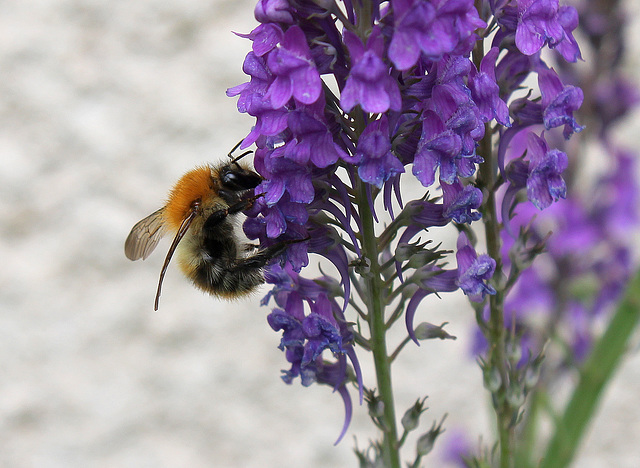 Linaria purpurea