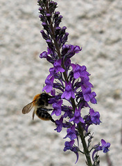 Linaria purpurea