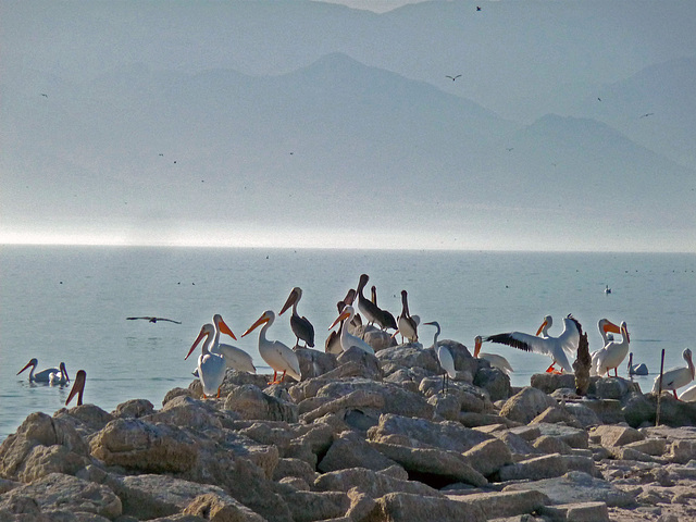 North Shore Pelicans (1681)