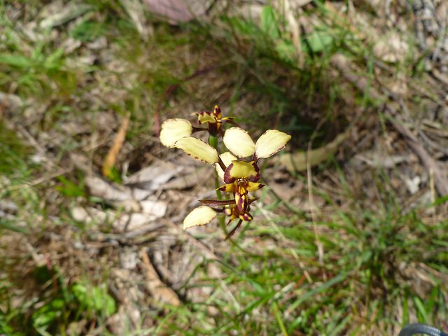 diuris pardina