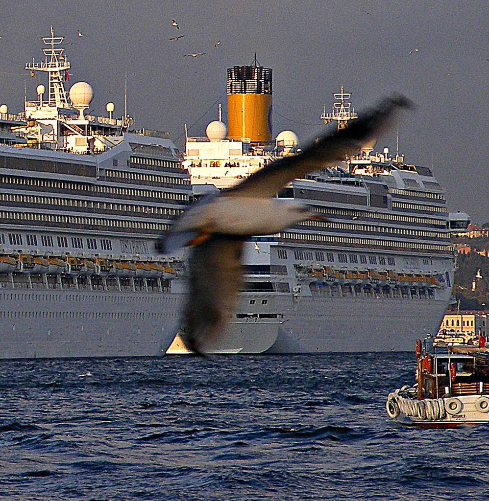 Gull at Galata