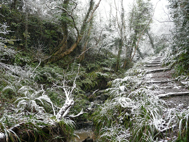 Hastings Country Park Snowy Glenn