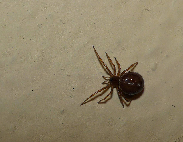 False Widow