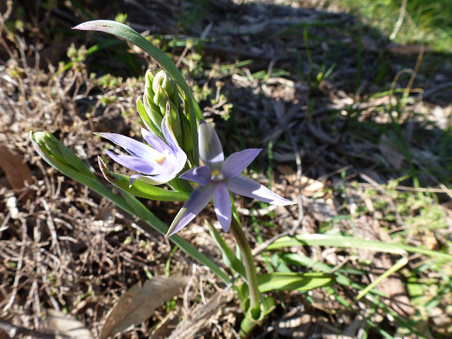 Thelymitra nuda