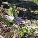 Thelymitra nuda