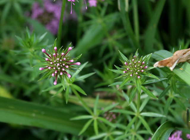 Phuopsis stylosa-Crucianelle