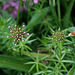 Phuopsis stylosa-Crucianelle