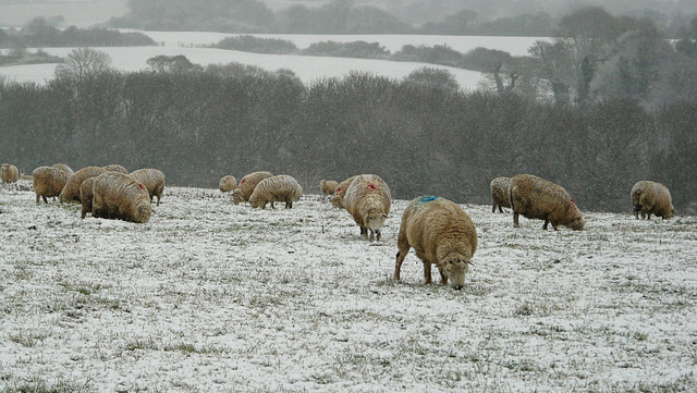 Hastings Country Park Winter Coats 1