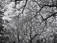 Hastings Country Park Tree Tops