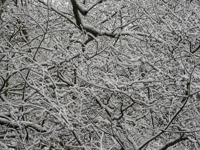 Hastings Country Park Snowy Branches