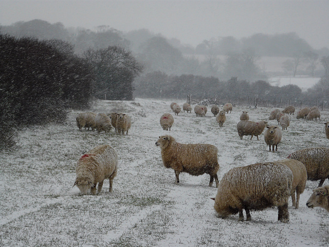 Hastings Country Park Winter Coats 2