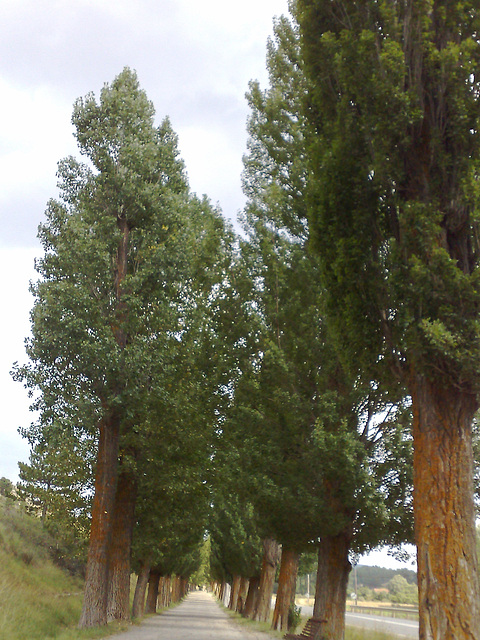 Álamos del paseo La Vega-Alcalá de la Selva (Teruel).