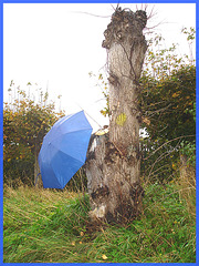 Arbre trapu et ombrelle bleue / Squat tree and blue parasol - Båstad / Sweden - Suède.  1er novembre 2008