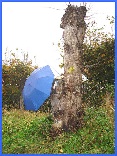 Arbre trapu et ombrelle bleue / Squat tree and blue parasol - Båstad / Sweden - Suède.  1er novembre 2008