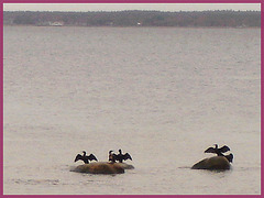 Trio Batman-  Båstad  by the sea !  Suède / Sweden.  1er novembre 2008.