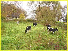 Troupeau de vaches / Cows herd - Båstad / Sweden - Suède.  1er novembre 2008.