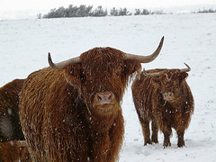 Hastings Country Park Highlanders 1