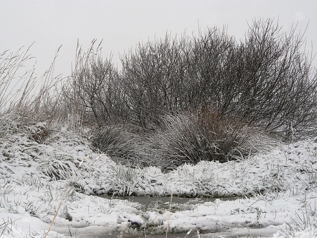 Hastings Country Park On Frozen Pond 2